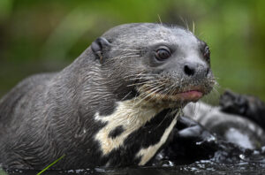 Loutre géante sud-américaine (Pteronura brasiliensis)