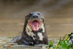 Une loutre dans l'eau montre ses dents