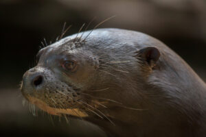 Gros plan sur une loutre géante d'Amazonie