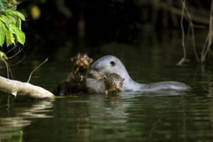 Habitat de la loutre géante