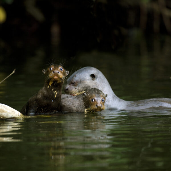 Habitat de la loutre géante