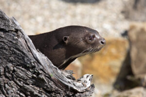 Une loutre géante (Pteronura brasiliensis) observe