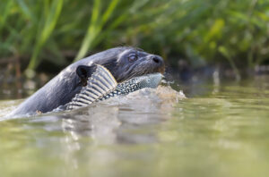 Loutre géante pêche