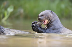 Une loutre géante mangeant un poisson