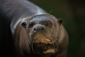 Loutre géante pas contente