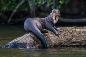 Loutre géante d'Amazonie posée sur un arbre